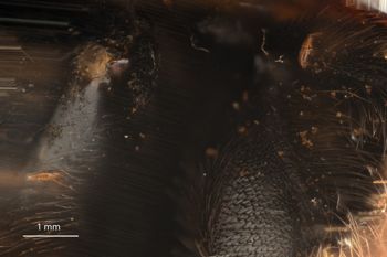 Media type: image;   Entomology 816436 Aspect: Leg